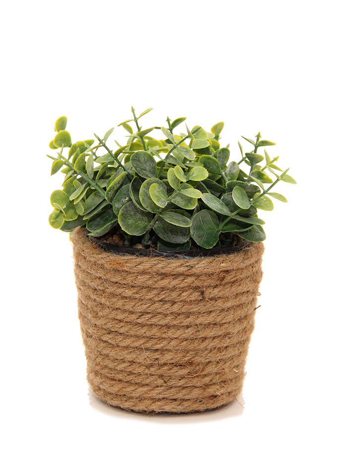 Eucalipto en Maceta de Yute