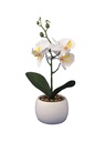 Orquidea en Maceta Ceramica
